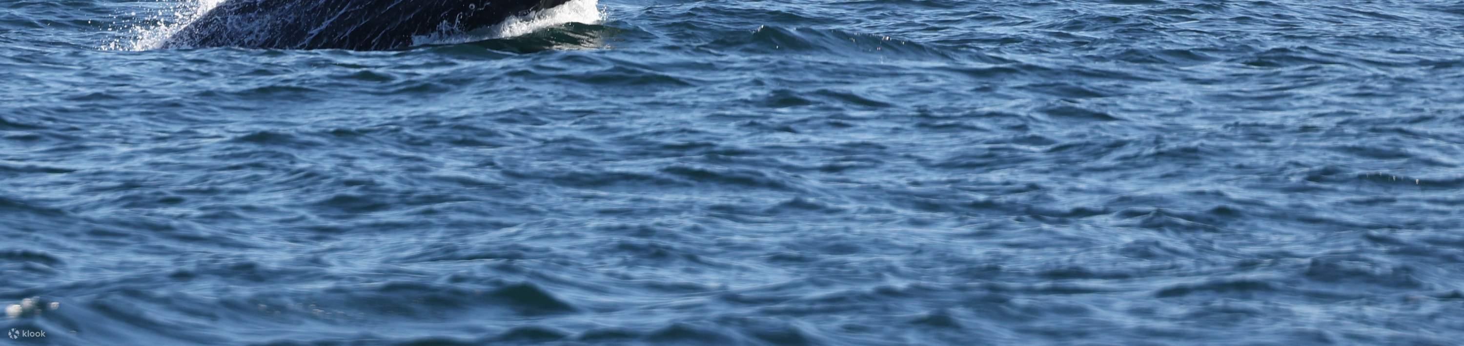 ホエールウォッチング船